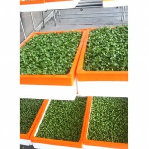 芽苗菜生產(chǎn)及培訓